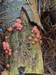 Attēlu rezultāti vaicājumam “Brefeldia maxima young”