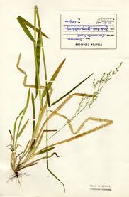 Attēlu rezultāti vaicājumam “Poa remota”