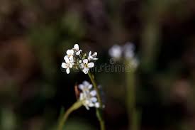 Attēlu rezultāti vaicājumam “Arabis hirsuta flower”