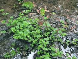 Attēlu rezultāti vaicājumam “Saxifragaceae”