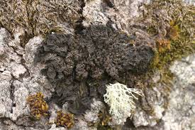 Attēlu rezultāti vaicājumam “Scoliciosporum chlorococcum”