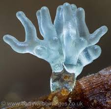 Attēlu rezultāti vaicājumam “Ceratiomyxa fruticulosa”