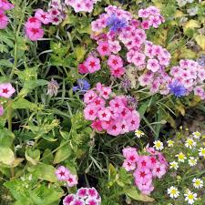 Image result for Phlox (großblumig)