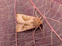 Attēlu rezultāti vaicājumam “Hydraecia micacea”