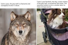 Attēlu rezultāti vaicājumam “Canis lupus familiaris”