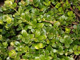 Attēlu rezultāti vaicājumam “Vaccinium vitis-idaea leaf”