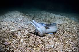 Image result for Gymnothorax vicinus