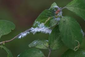 Attēlu rezultāti vaicājumam “Prociphilus xylostei”