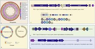 Attēlu rezultāti vaicājumam “Diderma ochraceum macro”