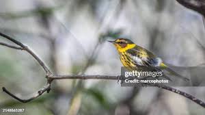 Image result for Dendroica tigrina