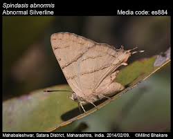 Attēlu rezultāti vaicājumam “Theclinae”