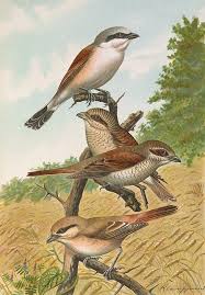 Image result for Lanius isabellinus