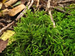 Attēlu rezultāti vaicājumam “Eurhynchium angustirete sporophyte”