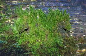 Attēlu rezultāti vaicājumam “Tortula truncata sporophyte”