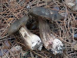 Attēlu rezultāti vaicājumam “Porphyrellus porphyrosporus”