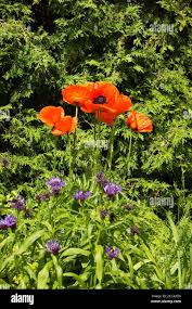 Attēlu rezultāti vaicājumam “Thuja occidentalis flower”