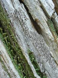 Attēlu rezultāti vaicājumam “Xylographa paralella”