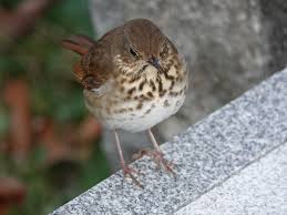 Image result for Catharus guttatus