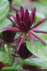 Attēlu rezultāti vaicājumam “Calycanthus floridus”