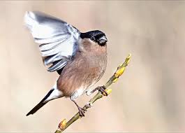 Attēlu rezultāti vaicājumam “Pyrrhula pyrrhula female”