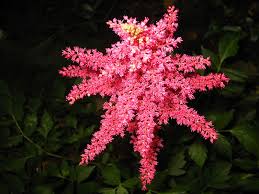 Image result for Astilbe