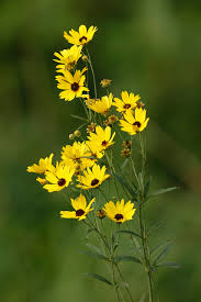 Image result for Coreopsis