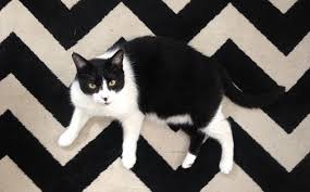 Image result for invisible cat