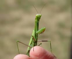 Attēlu rezultāti vaicājumam “Mantis religiosa”