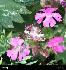 Attēlu rezultāti vaicājumam “Perizoma affinitata”