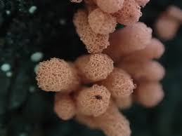 Attēlu rezultāti vaicājumam “Lycogala confusum macro”