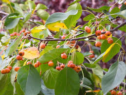 Attēlu rezultāti vaicājumam “Malus baccata fruit”