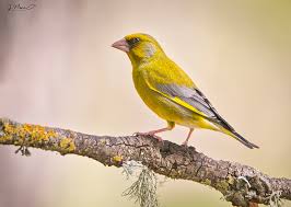 Attēlu rezultāti vaicājumam “Chloris chloris male”