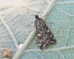 Attēlu rezultāti vaicājumam “Nyctegretis lineana”