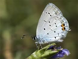 Attēlu rezultāti vaicājumam “Everes argiades underside”
