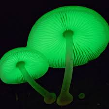 Attēlu rezultāti vaicājumam “Mycena”