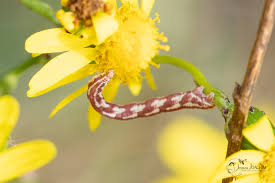 Attēlu rezultāti vaicājumam “Eupithecia centaureata”