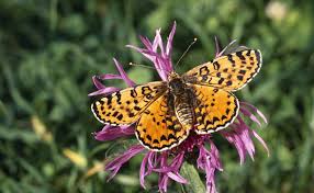 Attēlu rezultāti vaicājumam “Melitaea didyma”