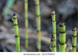 Attēlu rezultāti vaicājumam “Equisetum fluviatile”