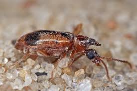 Attēlu rezultāti vaicājumam “Notoxus monoceros”