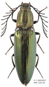 Attēlu rezultāti vaicājumam “Ctenicera pectinicornis female”