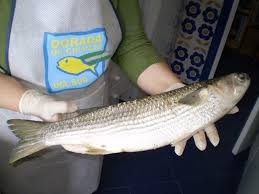 Image result for Mugil liza