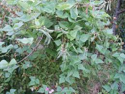 Attēlu rezultāti vaicājumam “Dipogon sp.”