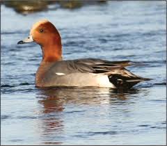 Attēlu rezultāti vaicājumam “Anas penelope”