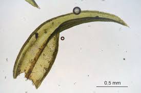 Attēlu rezultāti vaicājumam “Schistidium apocarpum”