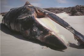 Image result for Balaenoptera acutorostrata