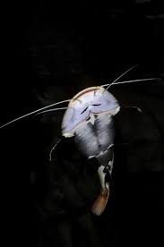 Image result for Pylodictis olivaris