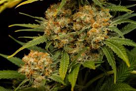 Resultado de imagen para la marihuana channel