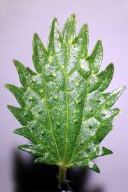 Attēlu rezultāti vaicājumam “Urtica urens leaf”