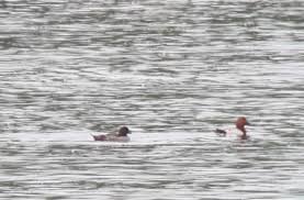 Attēlu rezultāti vaicājumam “Bucephala clangula juvenile”