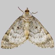 Attēlu rezultāti vaicājumam “Electrophaes corylata”